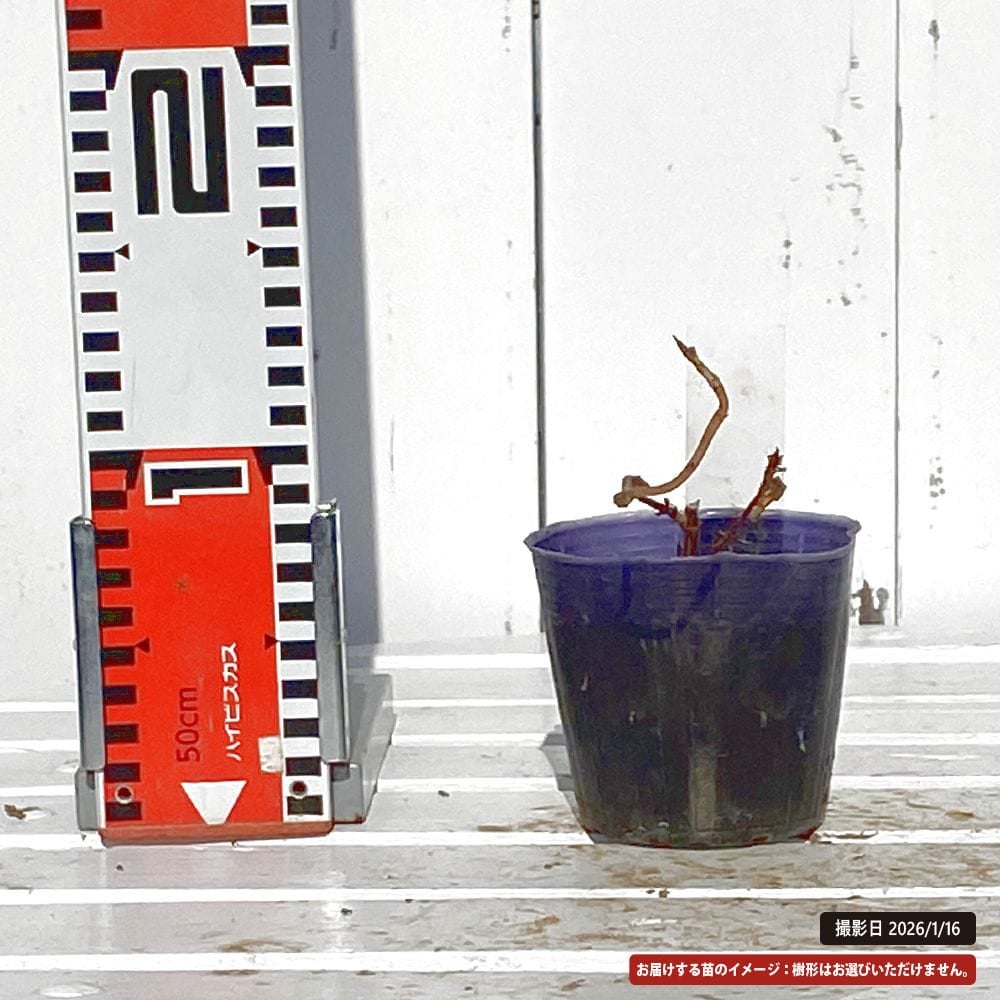 アジサイ 綾錦 苗 販売 苗木部 By 花ひろばオンライン