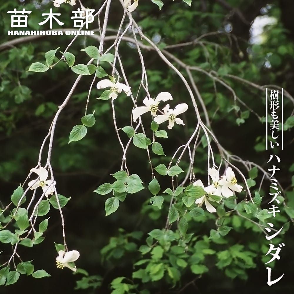 花水木 | 苗木部 本店 By 花ひろばオンライン