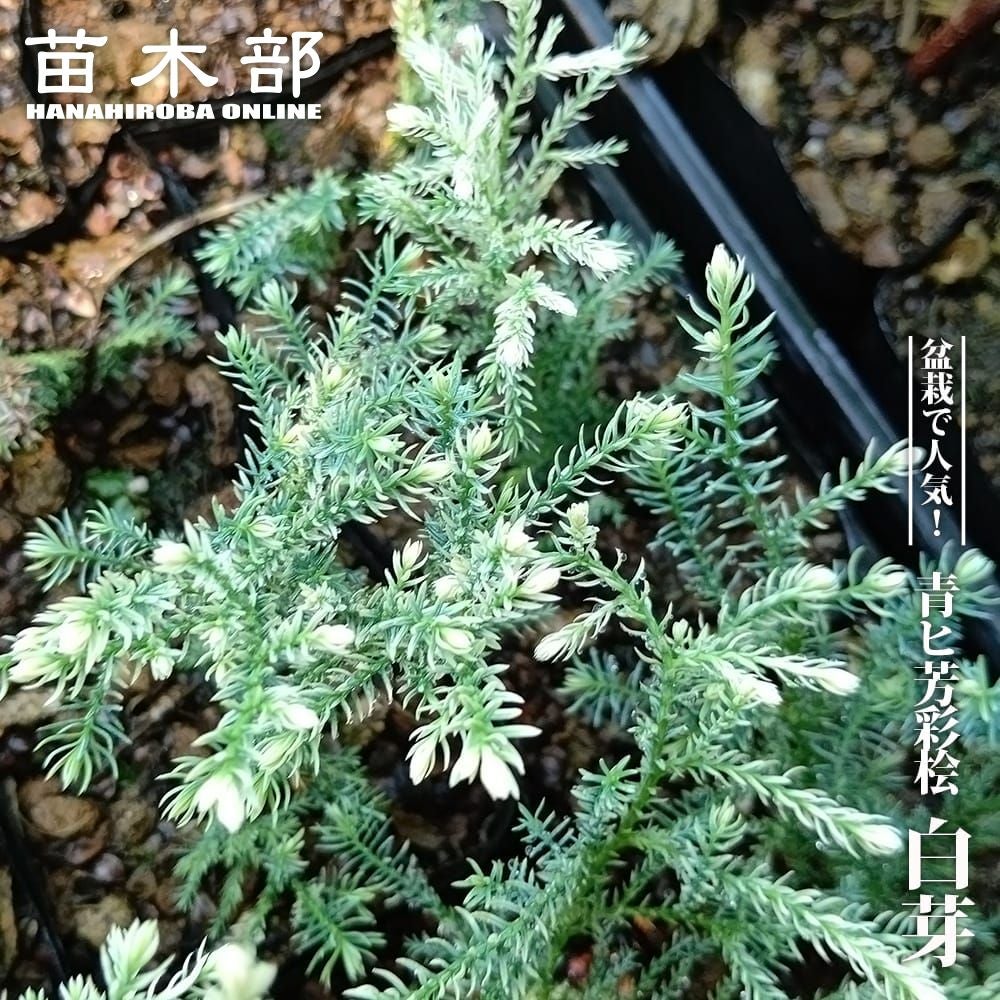 カエデ・もみじ ヤマモミジ 苗 販売 苗木部 By 花ひろばオンライン