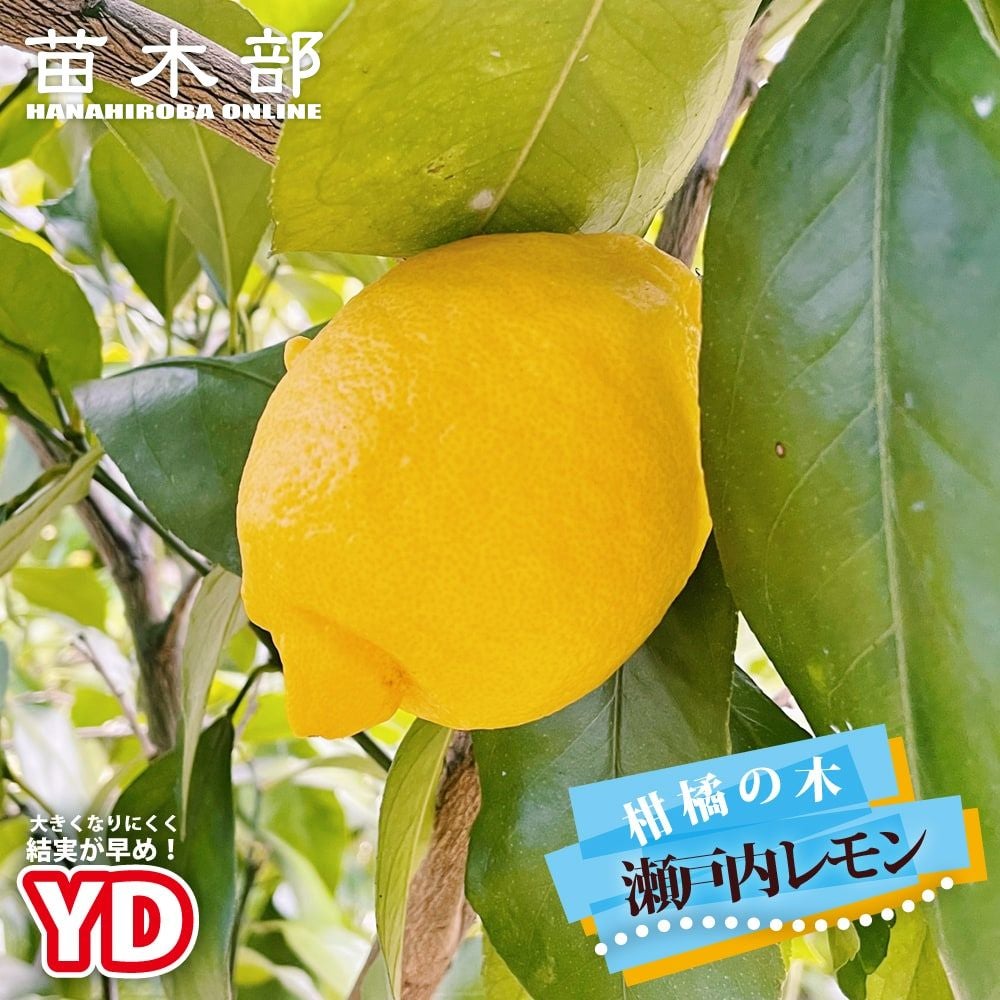 柑橘 レモン ビアフランカ 苗 おすすめ 苗木部 By 花ひろばオンライン