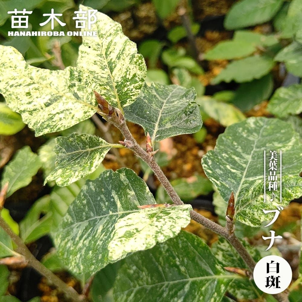 クロモジ（根巻き苗）黒文字　クロモジ苗木 楽天市場】クロモジ （黒文字） 根巻き苗 : 苗木部 by 花ひろば