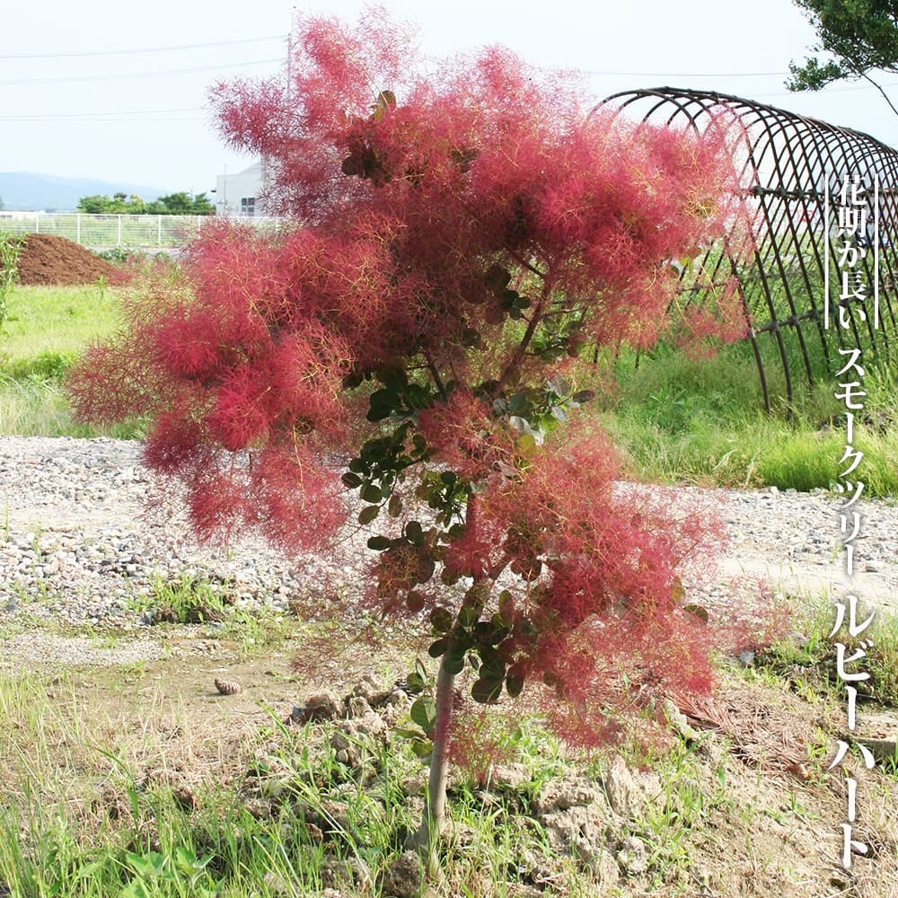 スモークツリー マロンシュシュ 苗 販売 苗木部 By 花ひろばオンライン