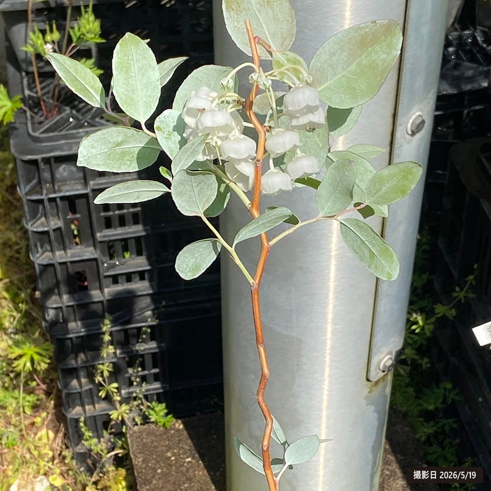 セイヨウシロヤナギ（Salix alba）の苗木ポットごと発送 セイヨウシロヤナギ（Salix alba）の苗木ポットごと発送 【公式通販】