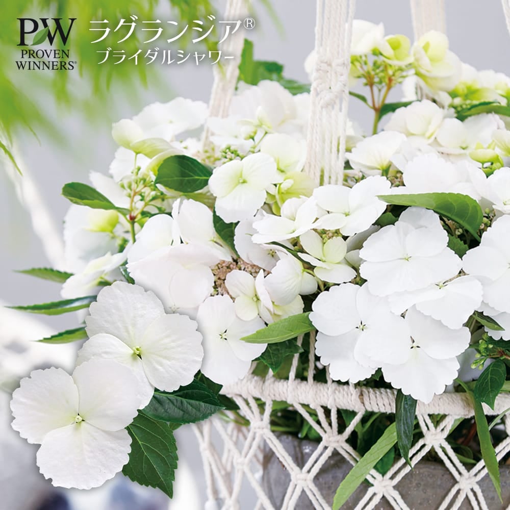 ラグランジア（R) ブライダルシャワー 苗 販売 苗木部 By 花ひろば