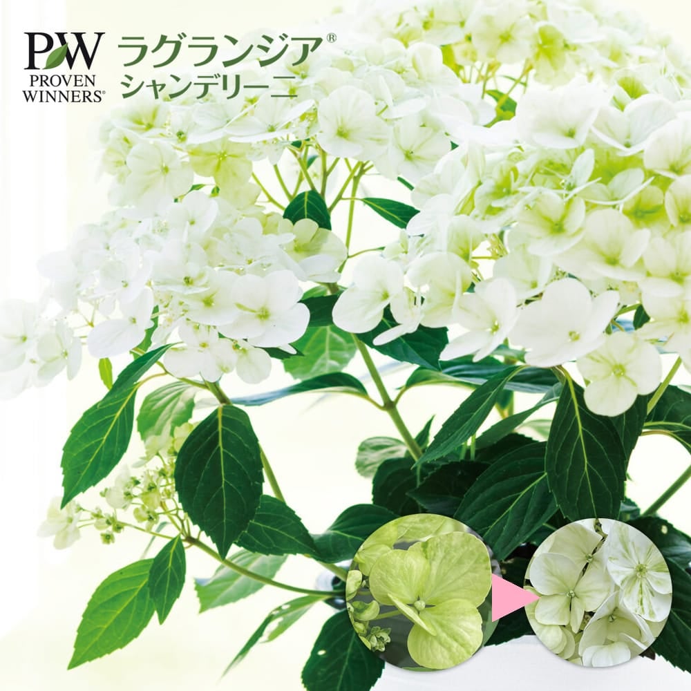 ラグランジア（R) シャンデリーニ 苗 販売 苗木部 By 花ひろばオンライン