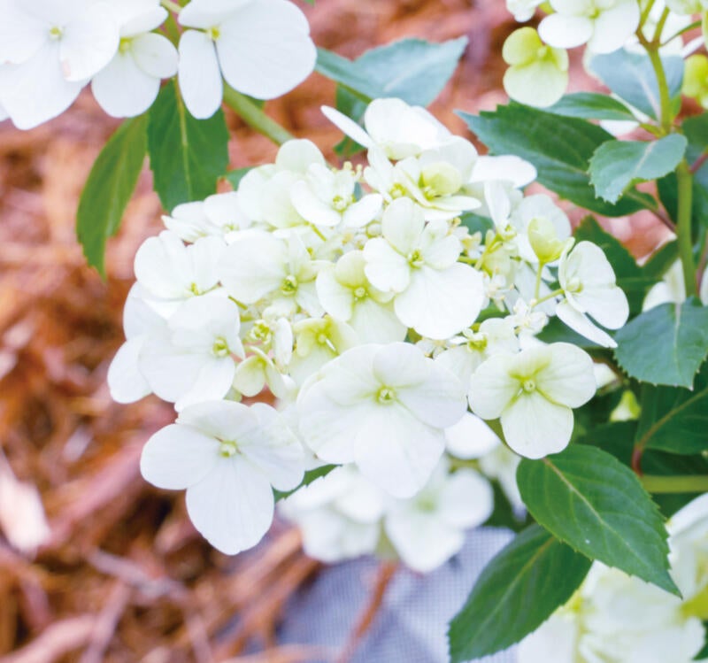 ラグランジア（R) シャンデリーニ 苗 販売 苗木部 By 花ひろばオンライン