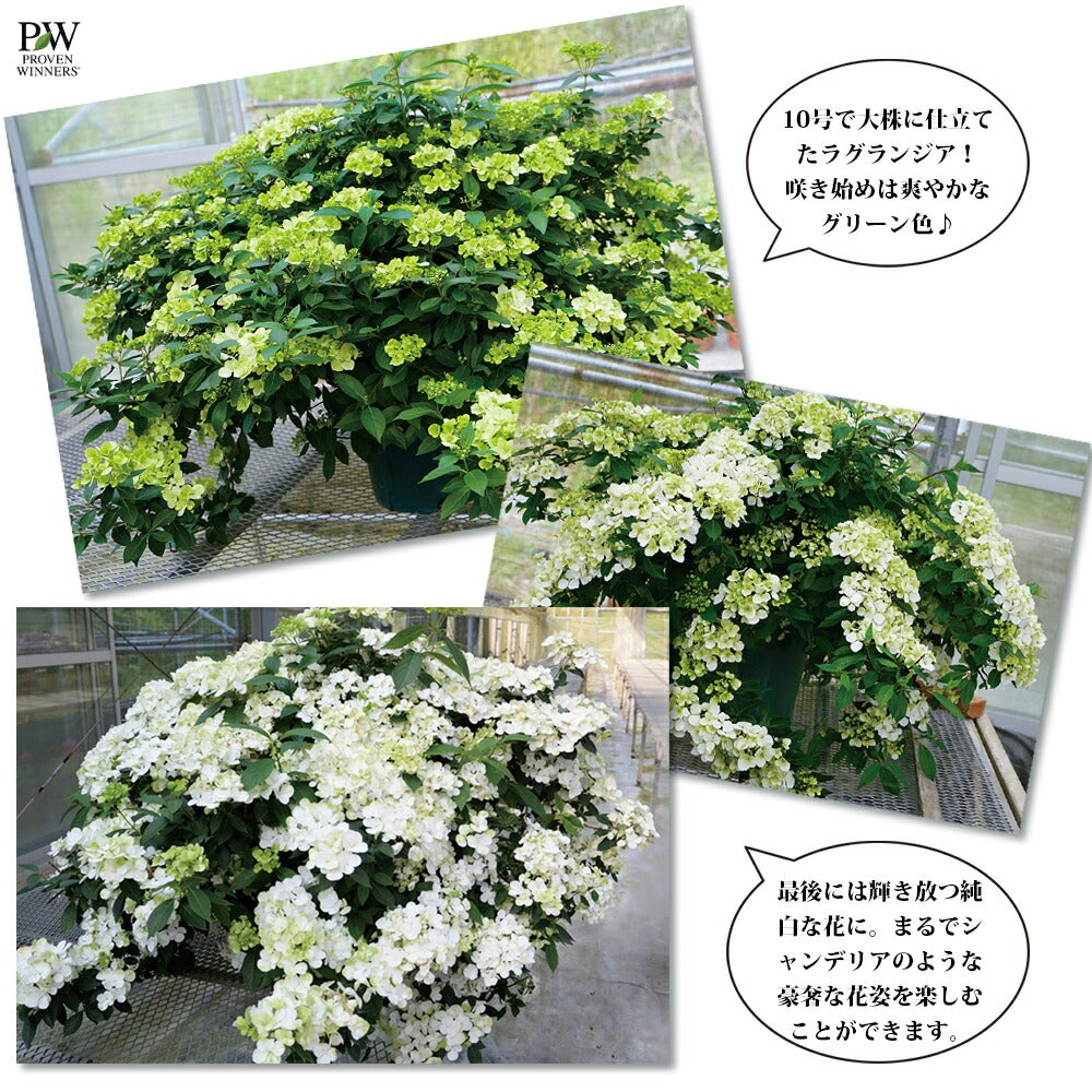 ラグランジア（R) シャンデリーニ 苗 販売 苗木部 By 花ひろばオンライン