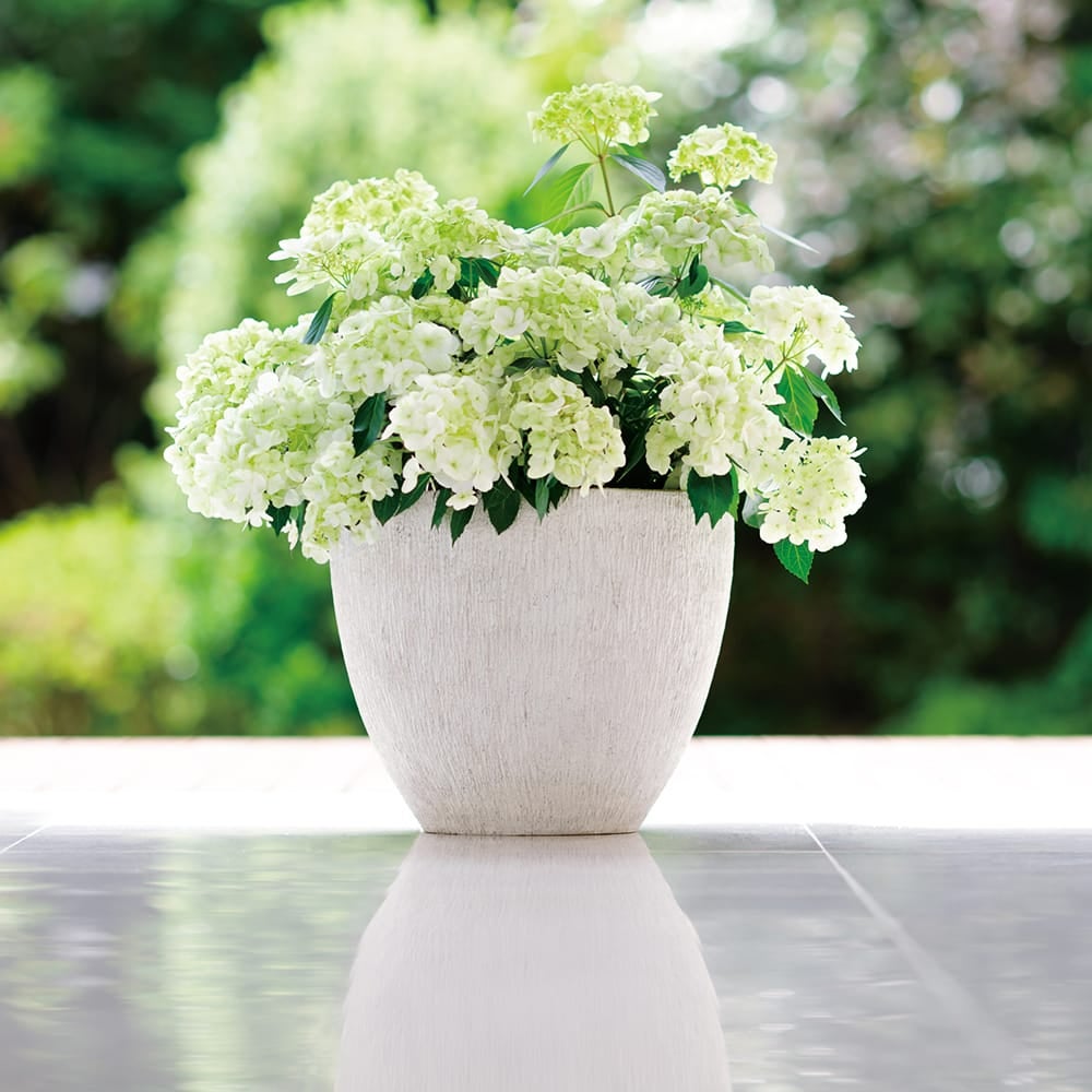 ラグランジア（R) シャンデリーニ 苗 販売 苗木部 By 花ひろばオンライン