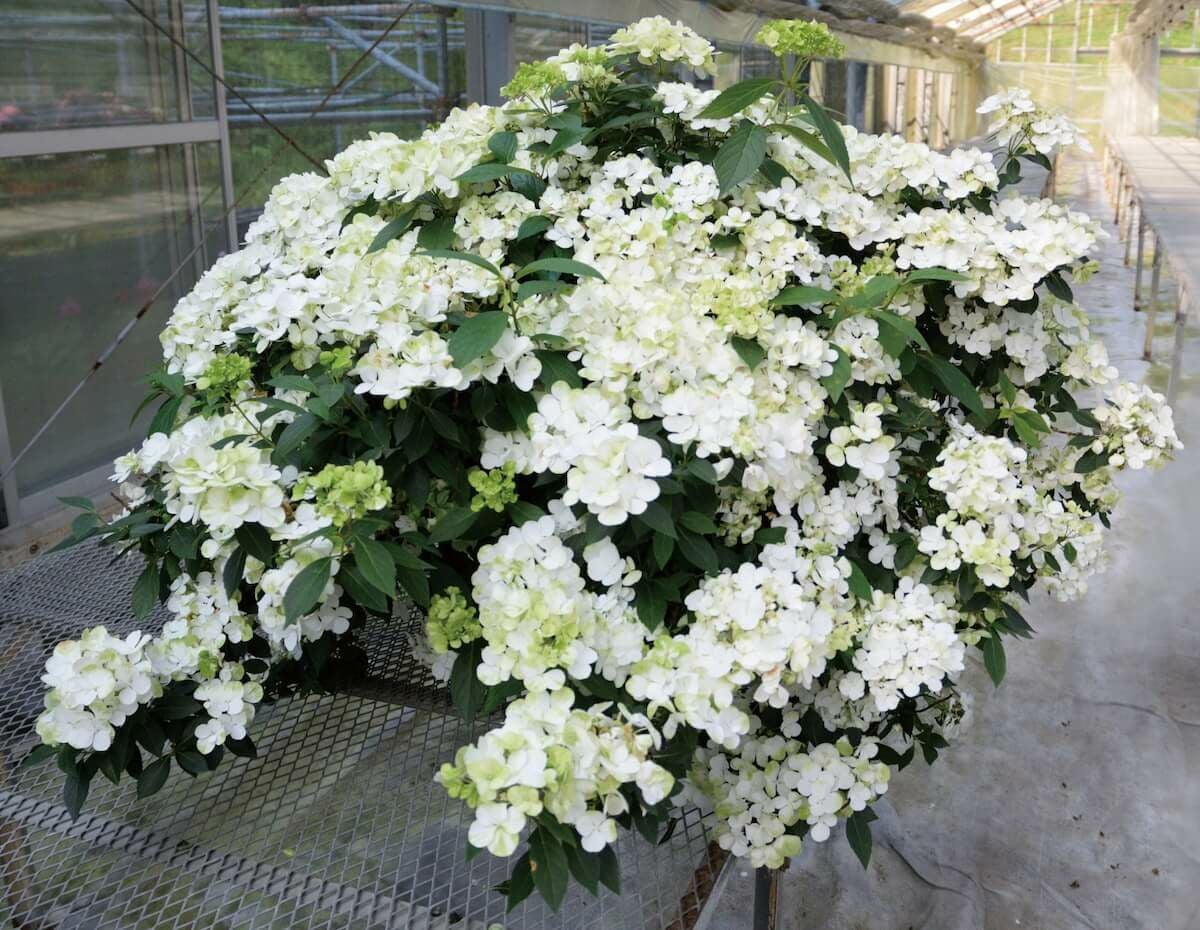 ラグランジア（R) シャンデリーニ 苗 販売 苗木部 By 花ひろばオンライン