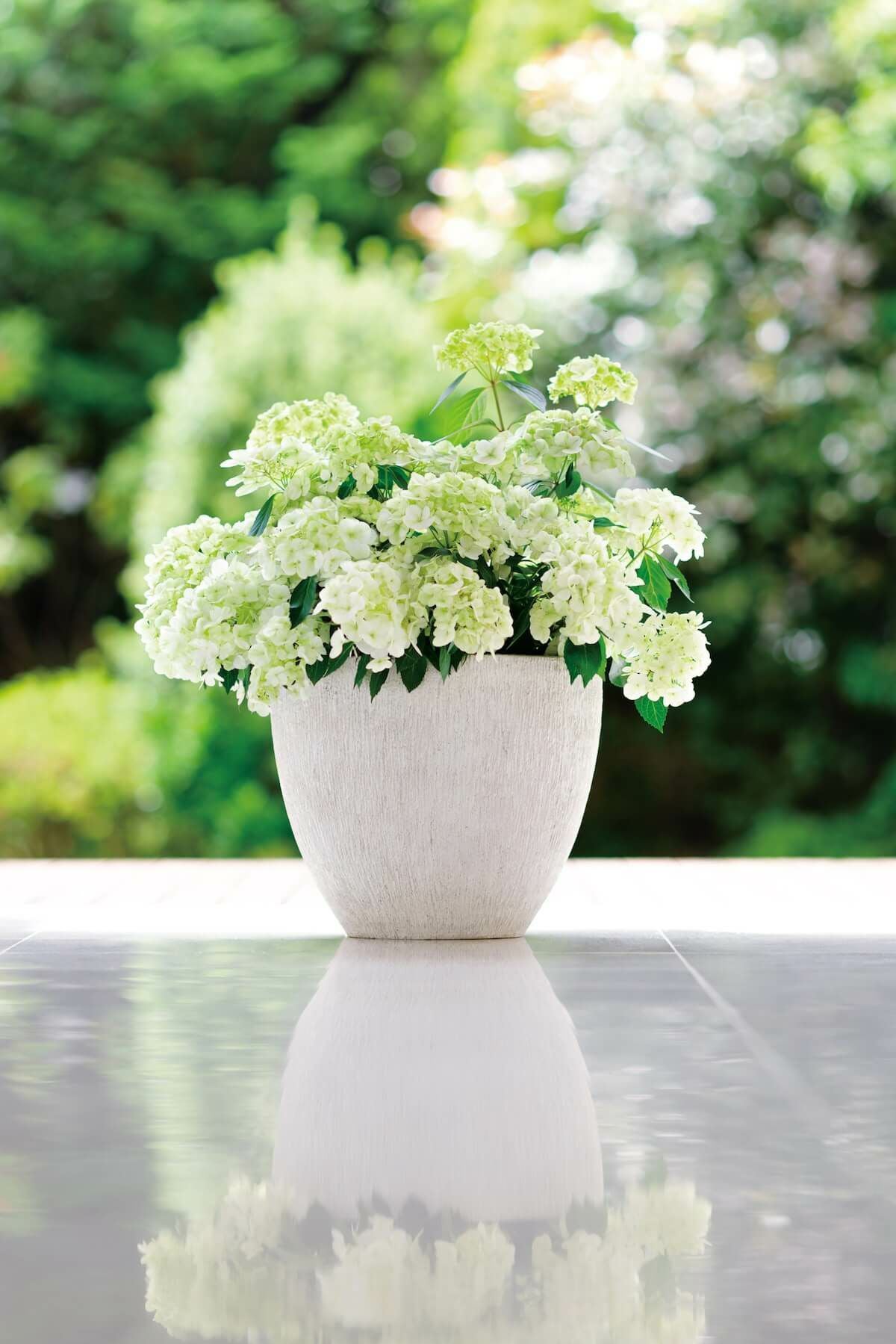 ラグランジア（R) シャンデリーニ 苗 販売 苗木部 By 花ひろばオンライン