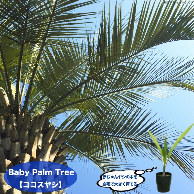 000000039460-01.jpg?size=m&w=