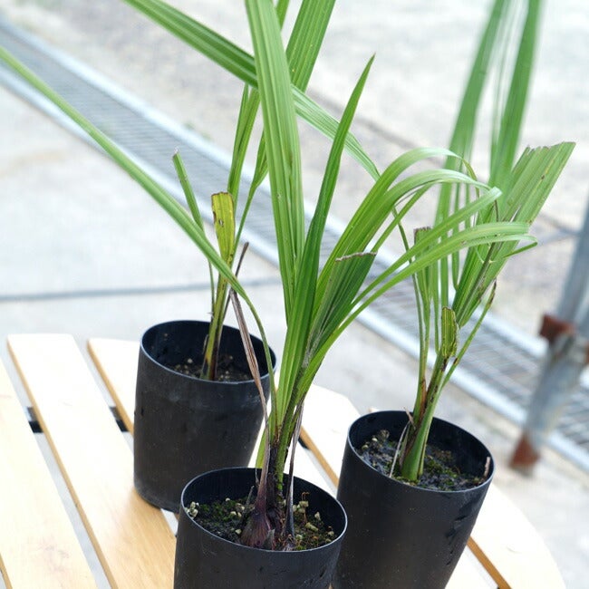 000000039460-06.jpg?size=l&w=