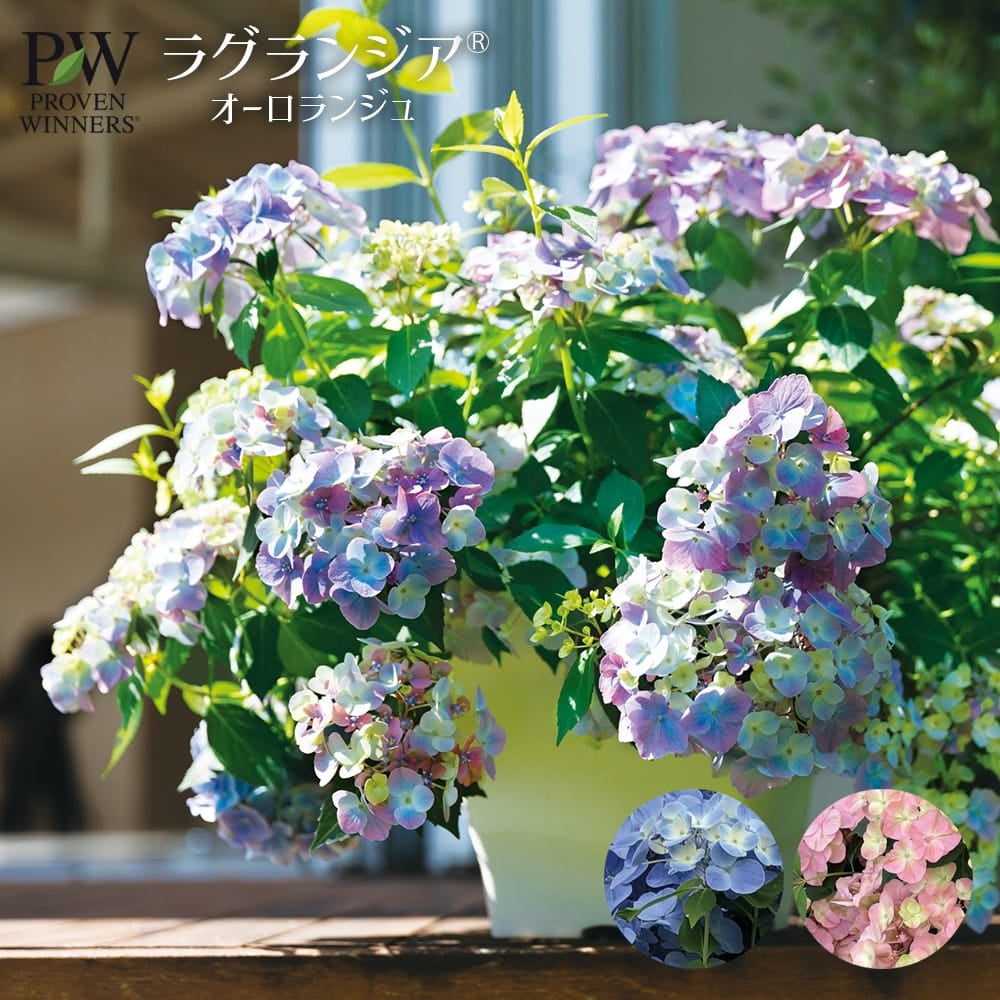 000000139406-01.jpg?size=l&w=