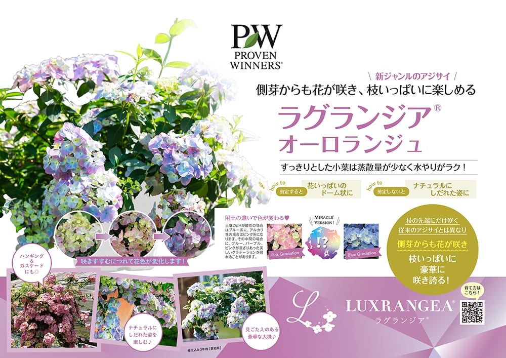 ラグランジア（R) オーロランジュ 苗 販売 苗木部 By 花ひろばオンライン