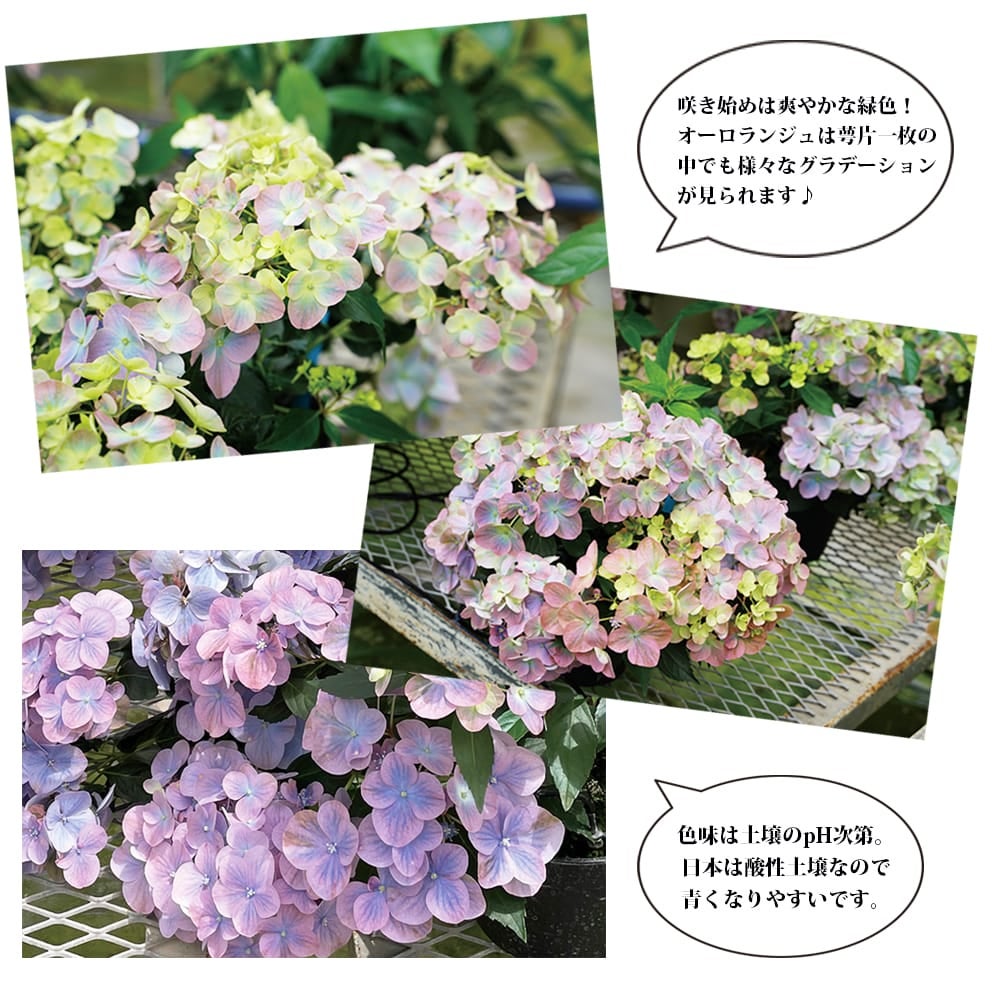 アジサイ ラグランジアン　オーロランジュ苗 ラグランジア（R) オーロランジュ 苗 販売 苗木部 By 花ひろばオンライン