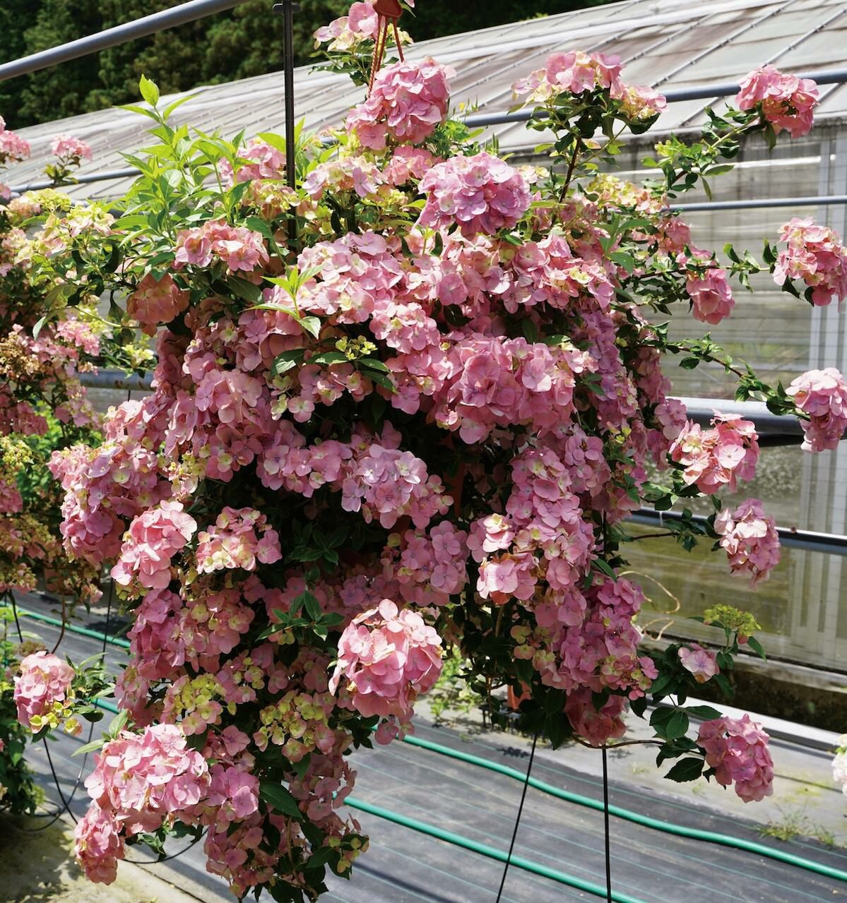 ラグランジア（R) オーロランジュ 苗 販売 苗木部 By 花ひろばオンライン