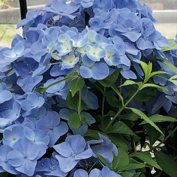 ラグランジア（R) オーロランジュ 苗 販売 苗木部 By 花ひろばオンライン