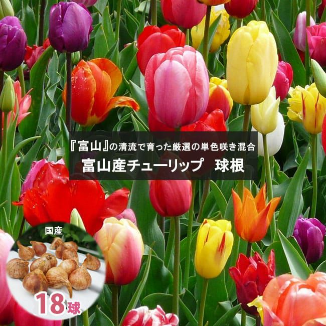 000000039518-01.jpg?size=l&w=