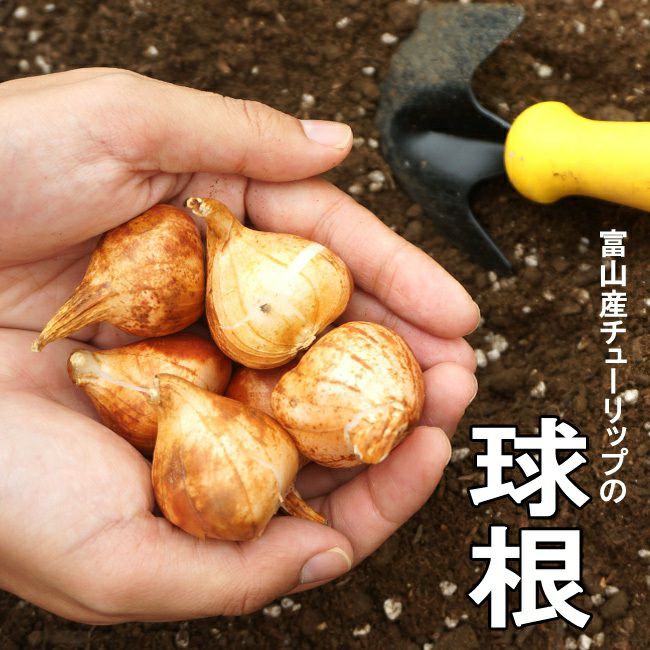 000000039518-02.jpg?size=l&w=