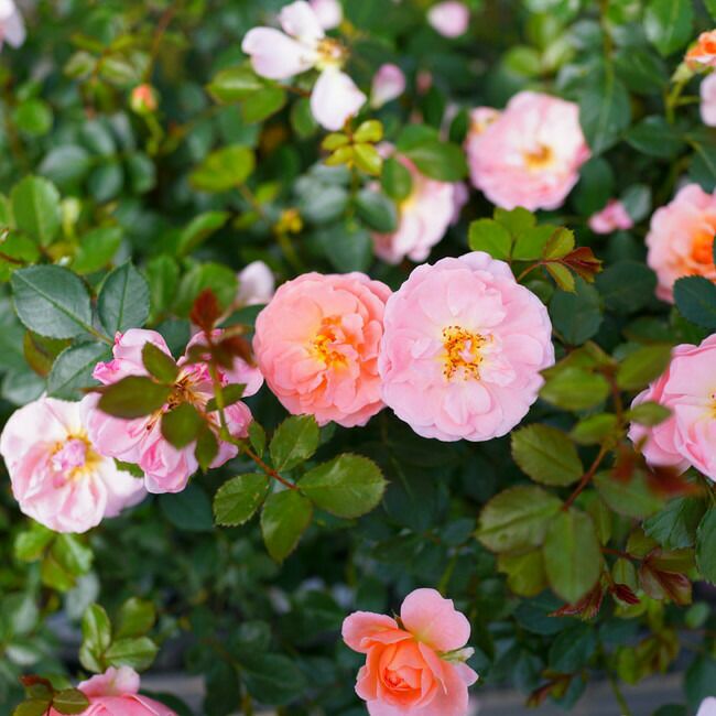 000000039607-01.jpg?size=l&w=