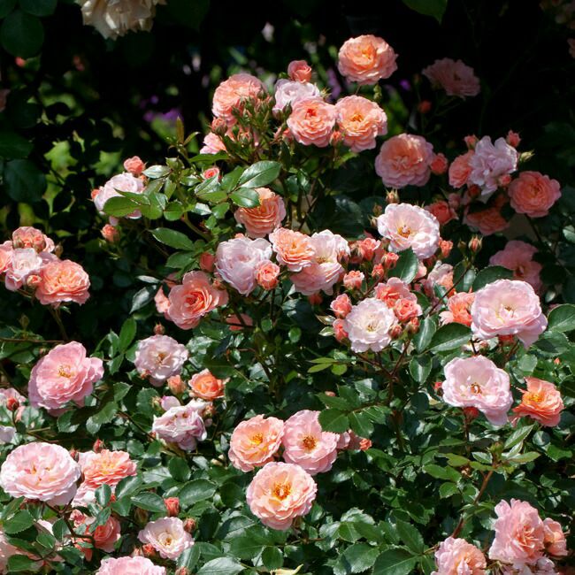 バラ アプリコットドリフト ドリフトローズ 苗 通販 苗木部 By 花