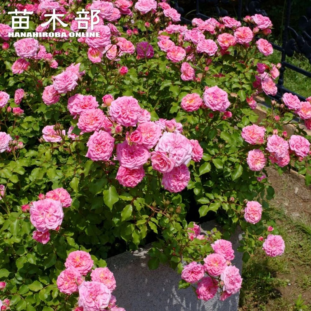 000000039608-01.jpg?size=l&w=