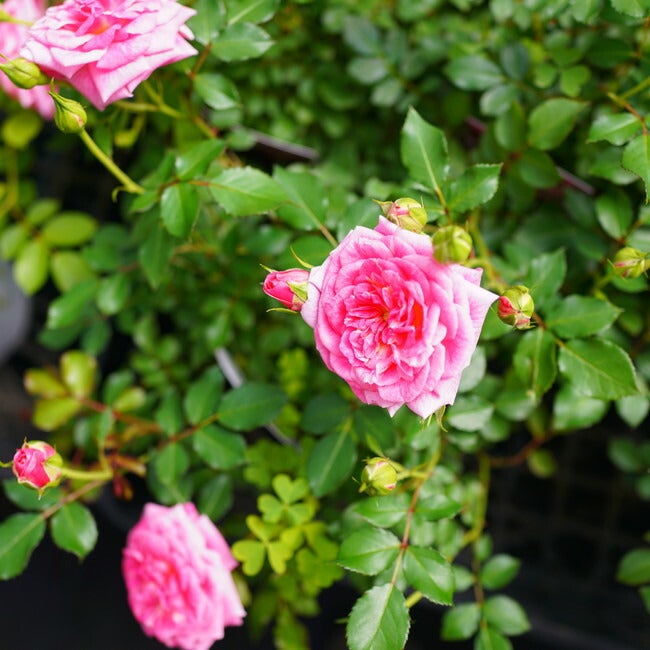 バラ スウィートドリフト ドリフトローズ 苗 通販 苗木部 By 花ひろば