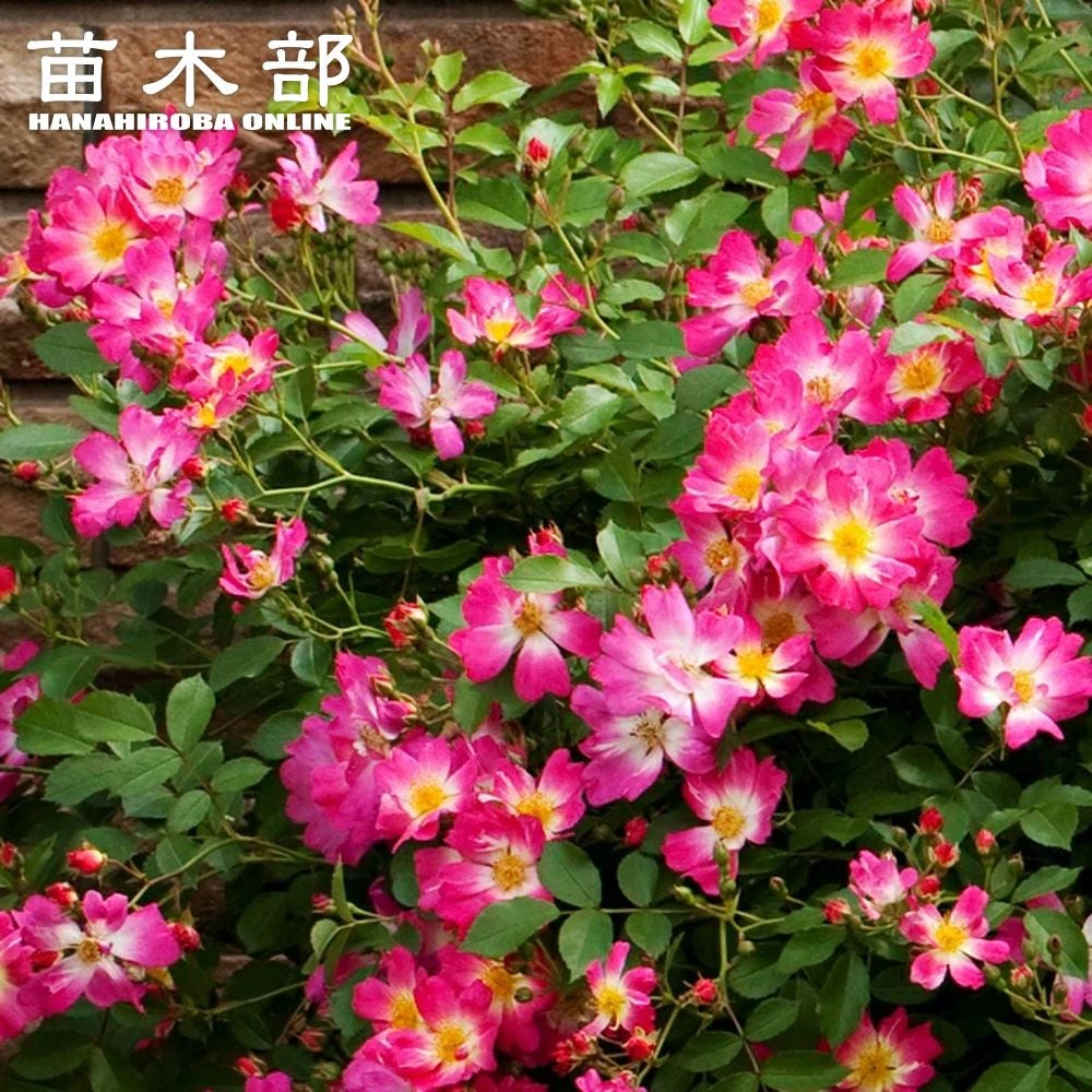 000000039609-01.jpg?size=l&w= 000000039609-01.jpg?size=l&w=
