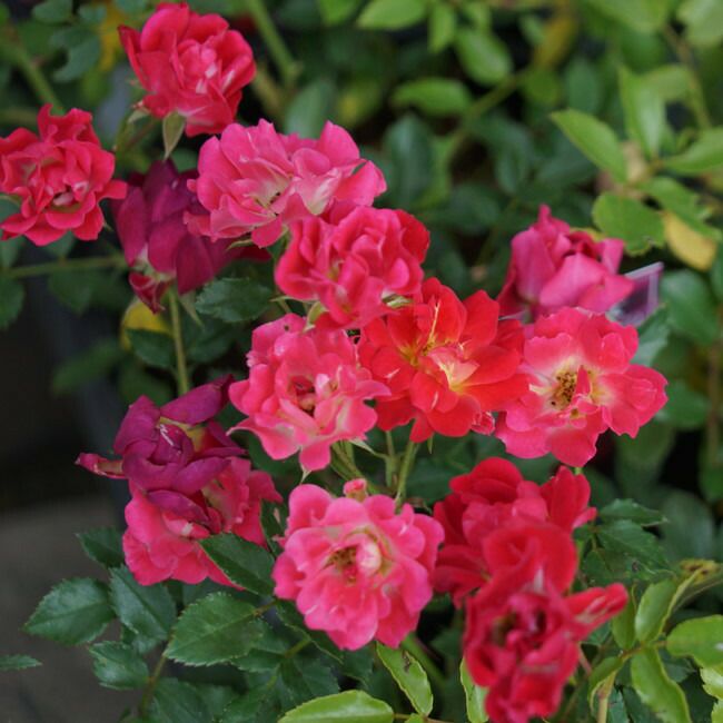 ドリフトローズ | 苗木部 本店 By 花ひろばオンライン