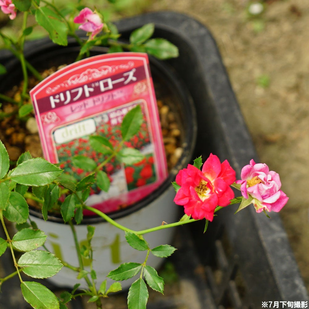 バラ レッドドリフト ドリフトローズ 苗 通販 苗木部 By 花ひろば