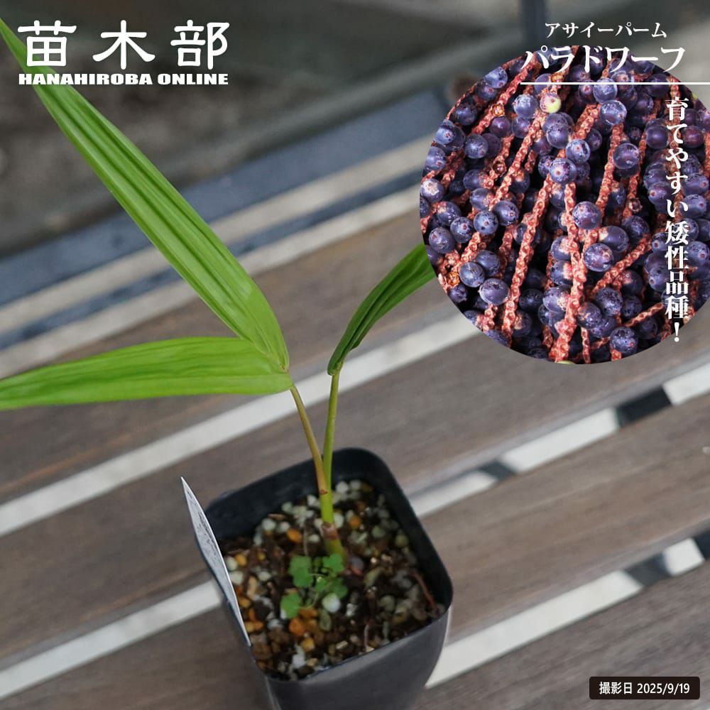 マツコの知らないトロピカルフルーツの世界出演 蟹江君の苗 通販