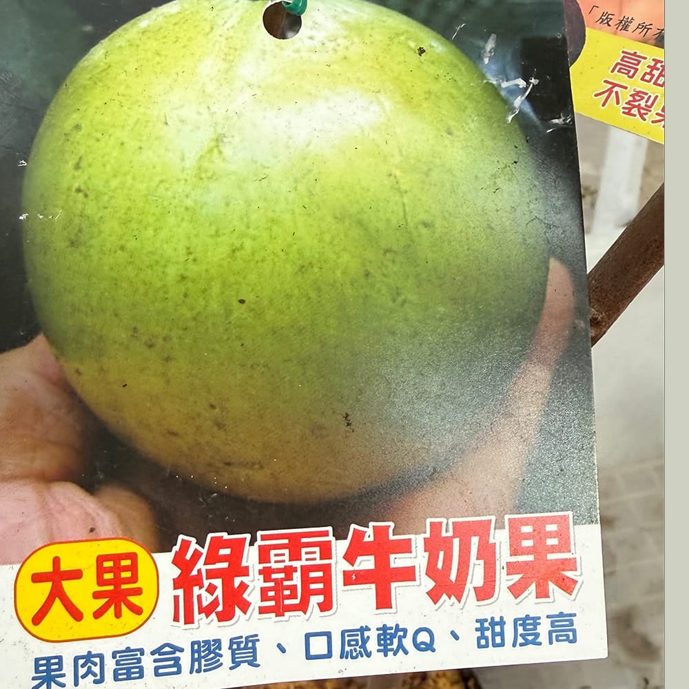 スターアップル 緑覇