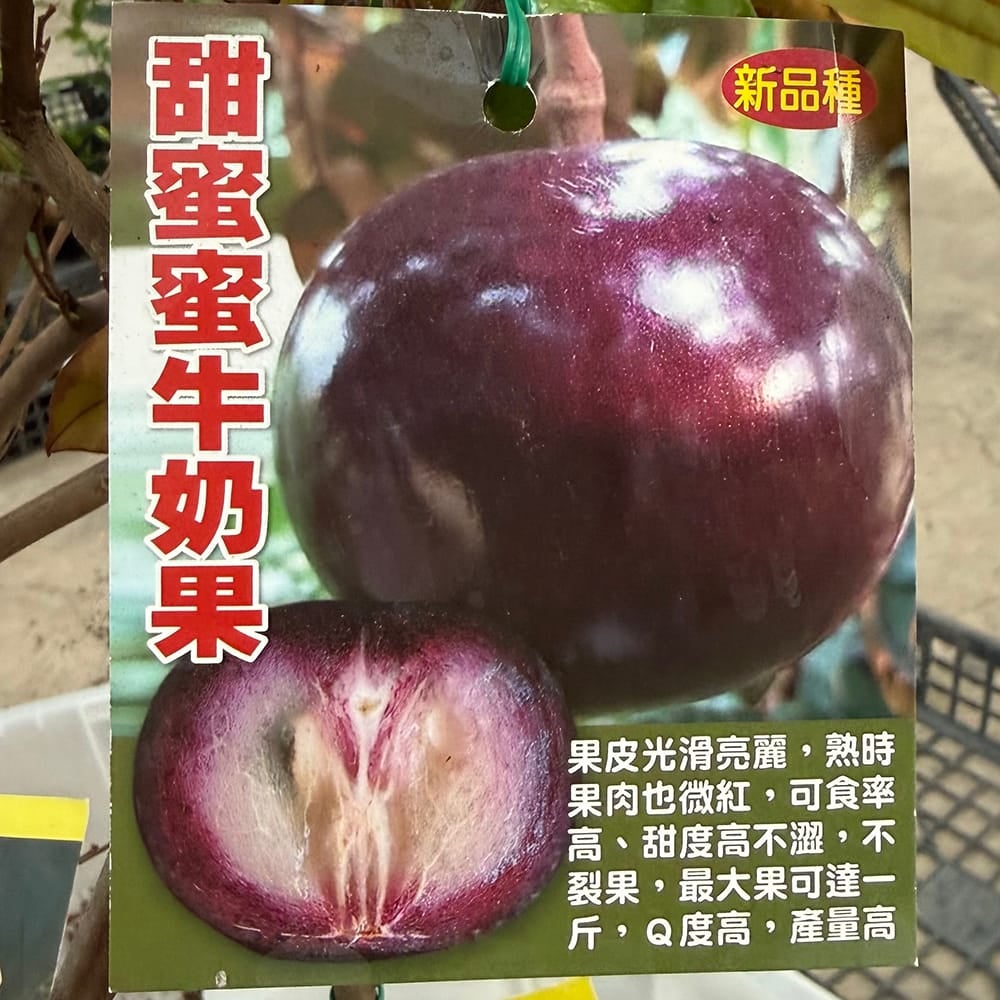 スターアップル 蜜蜜