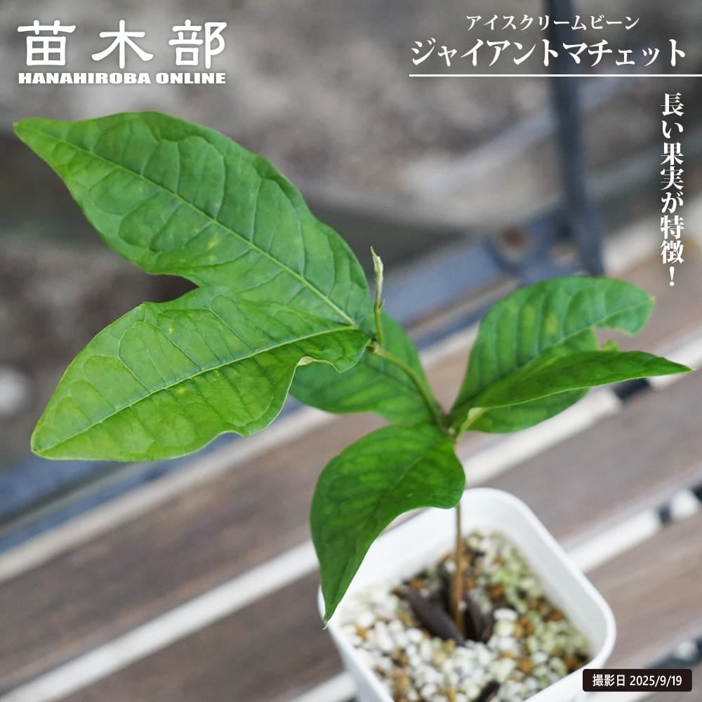 ブラックサポテ 実生苗 ブラックサポテ コロッサル 苗 販売 苗木部 By 花ひろばオンライン