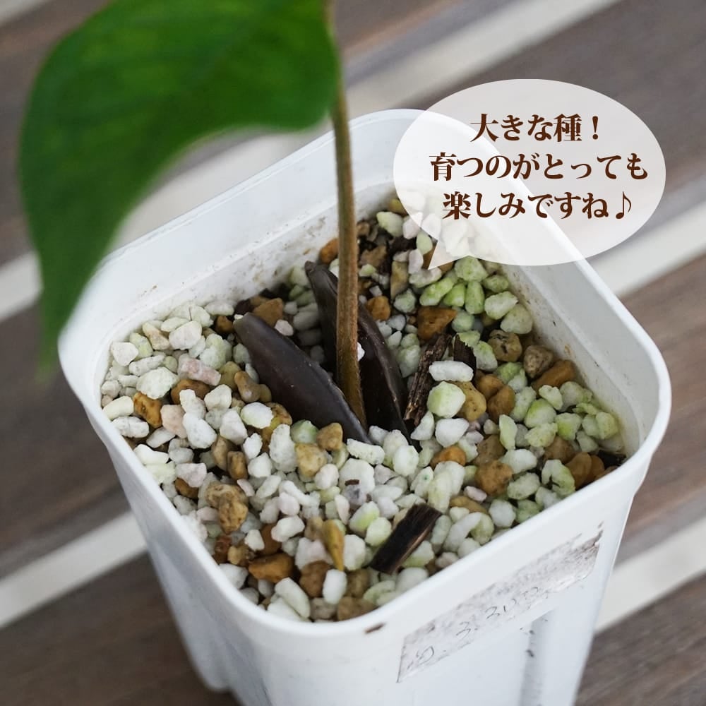 アイスクリームビーン ジャイアントマチェット 苗 販売 苗木部 By 花