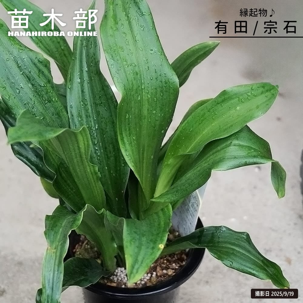 オモト（万年青）,,,苗木２本 万年青（オモト）苗木2本 【公式通販】