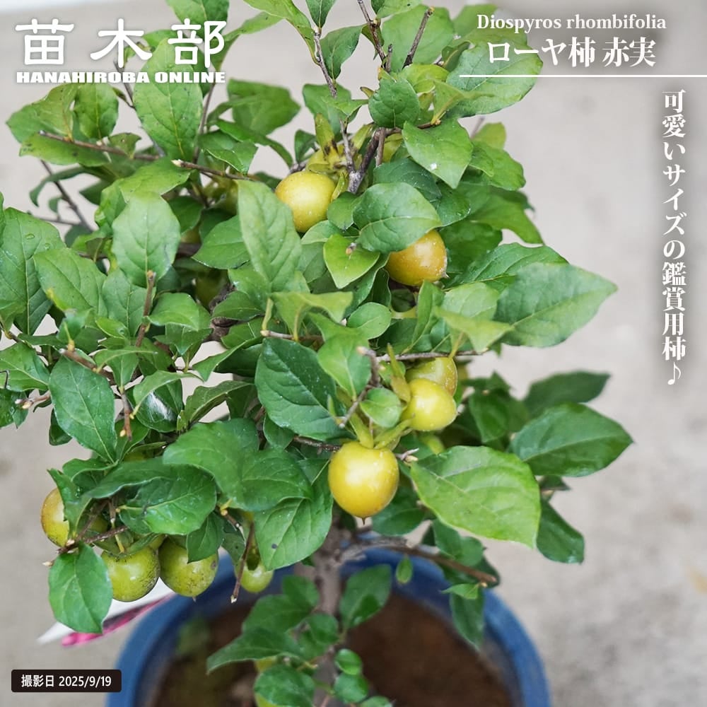 モクマオウ タマモクマオウ 苗 おすすめ 苗木部 By 花ひろばオンライン