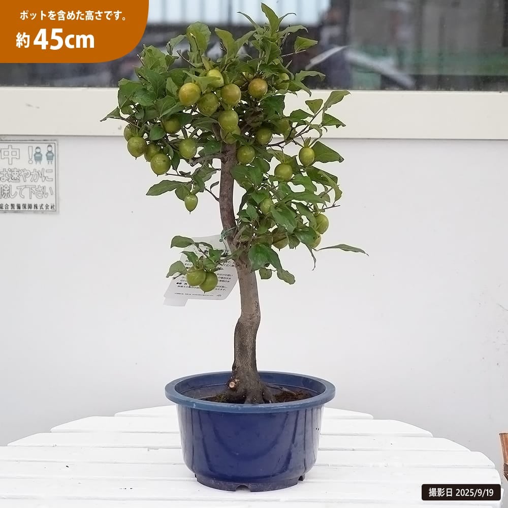 老爺柿 赤実 苗 販売 苗木部 By 花ひろばオンライン