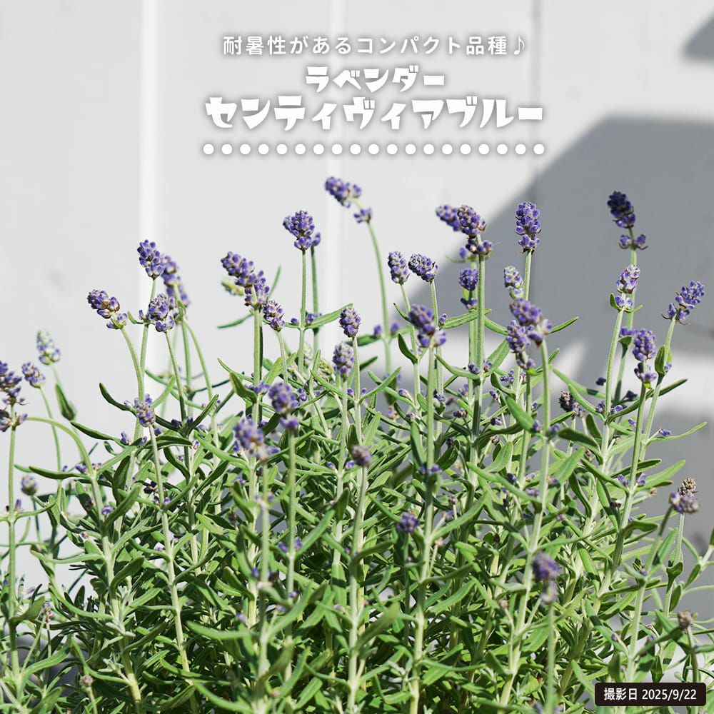 000000139742-01.jpg?size=l&w=