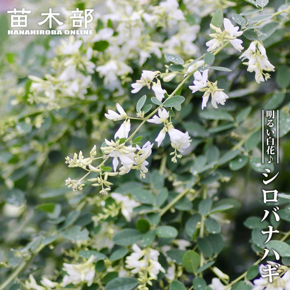 ツルコウジ ツルコウジ 苗 販売 苗木部 By 花ひろばオンライン