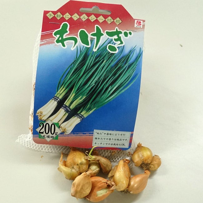 生ワケギ球根お料理でも苗でもok5kg評価 000000039891-01.jpg?size=l&w=