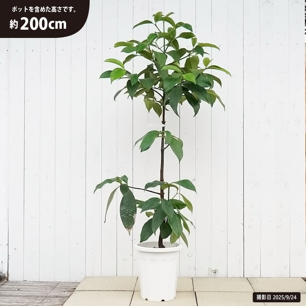 マンゴスチン 苗 通販 苗木部 By 花ひろばオンライン