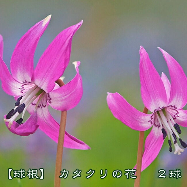 000000039978-01.jpg?size=m&w=