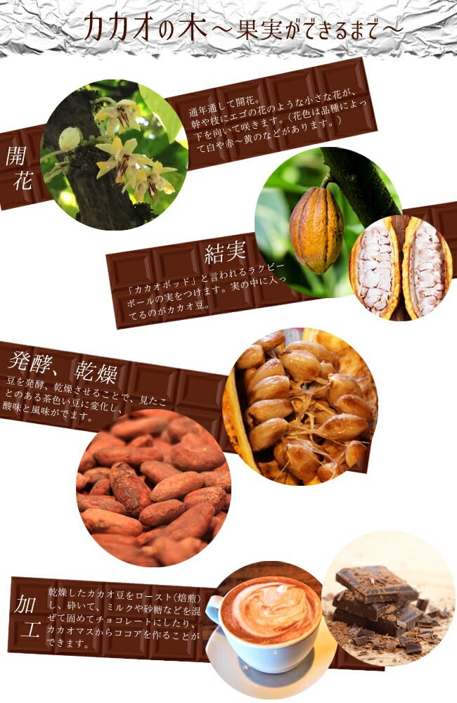 カカオ フォラステロ ナシオナル 苗 販売 苗木部 By 花ひろばオンライン