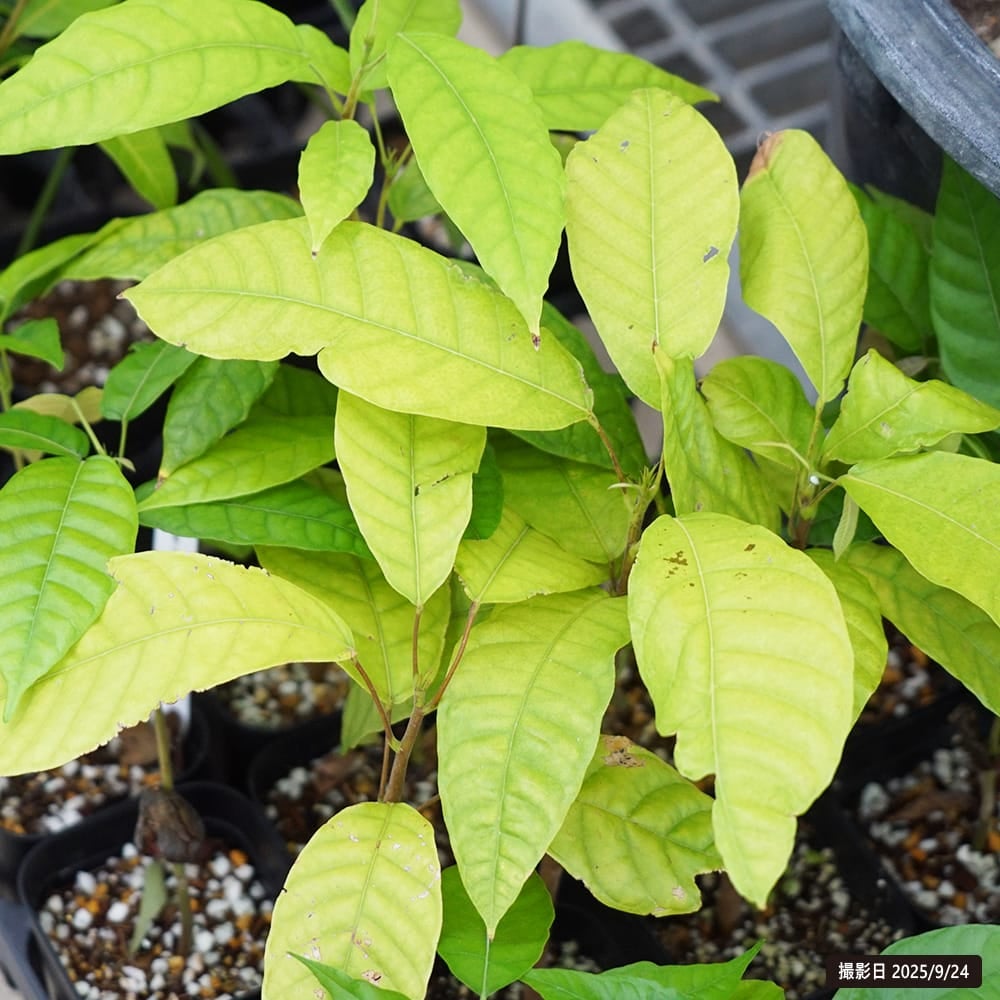 カカオ フォラステロ ナシオナル 苗 販売 苗木部 By 花ひろばオンライン