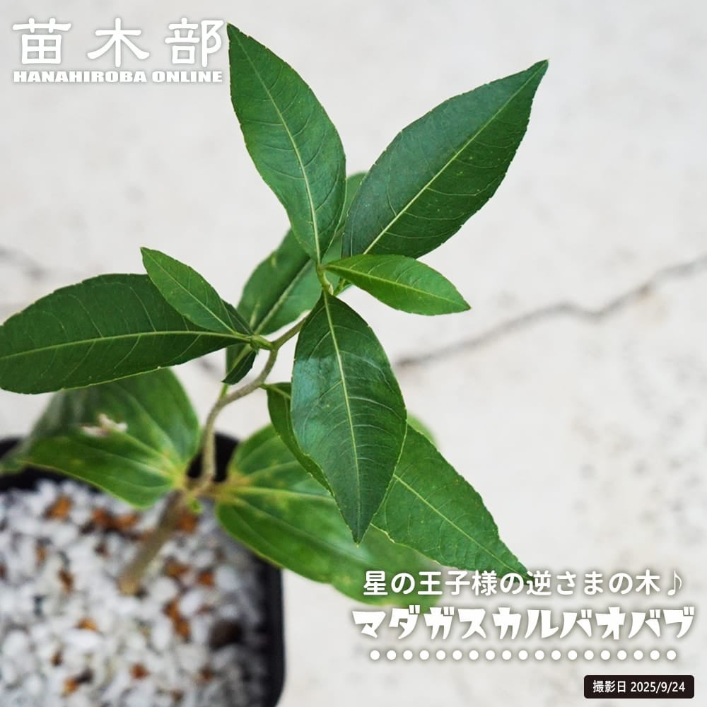 マダガスカル植物コーデックス コーデックス（塊根植物） | オザキフラワーパーク | オザキフラワーパーク