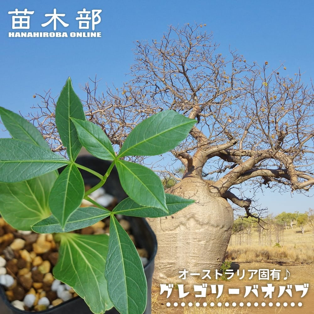 カカオ トリニタリオ種 イエロー 苗 販売 苗木部 By 花ひろばオンライン