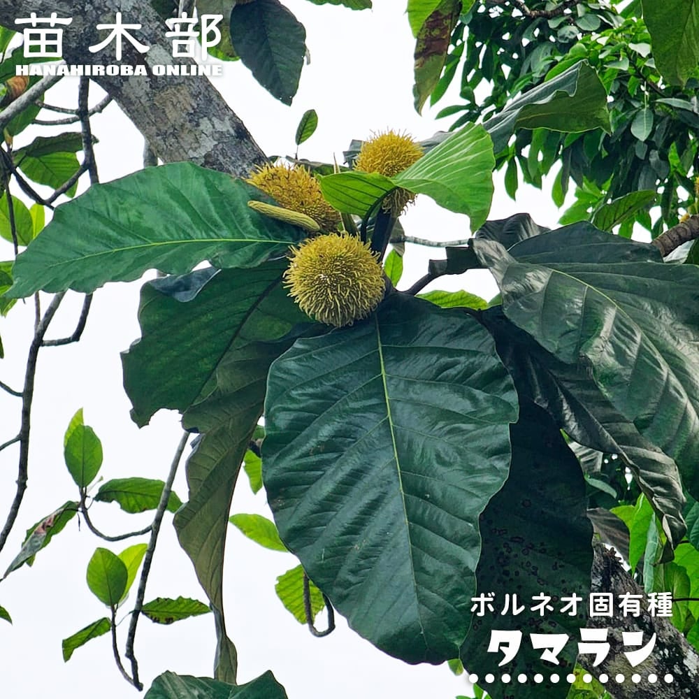 アビウ ジャイアント ゴールデン 苗 販売 苗木部 By 花ひろばオンライン