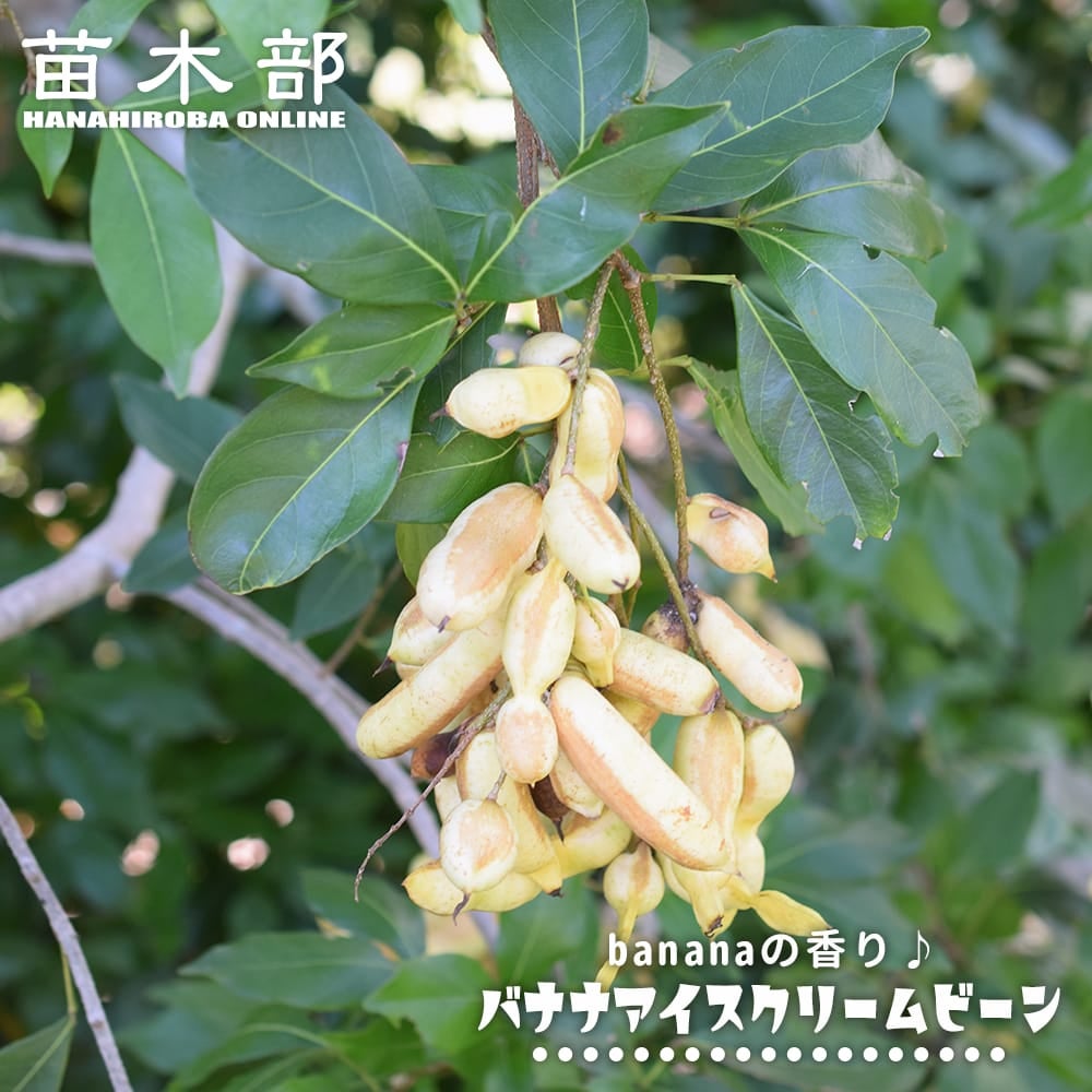 カカオ フォラステロ ナシオナル 苗 販売 苗木部 By 花ひろばオンライン