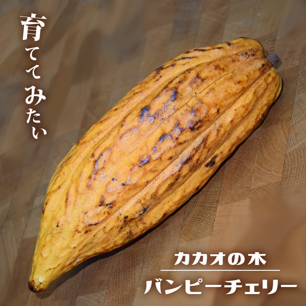 カカオ トリニタリオ種 バンピーチェリー 苗 販売 苗木部 By 花ひろば